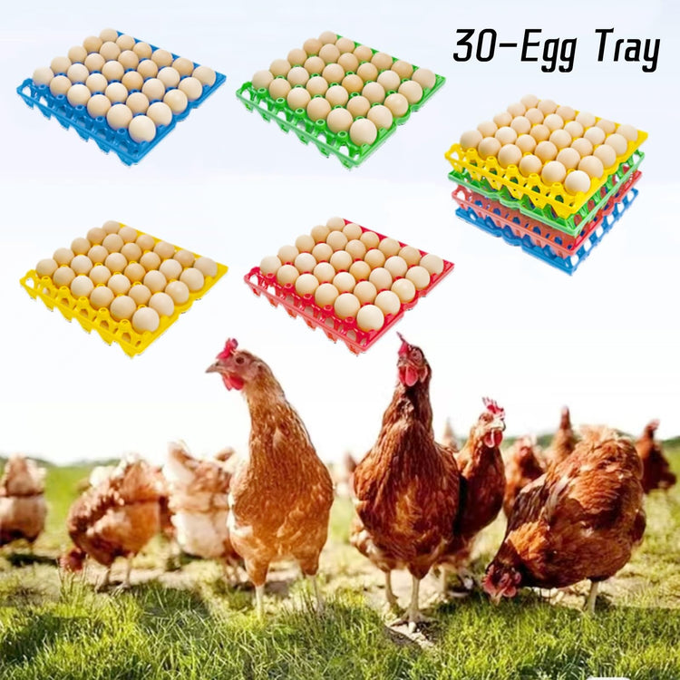 4 Pack Blue Rectangular Plastic Egg Tray (4 Count)