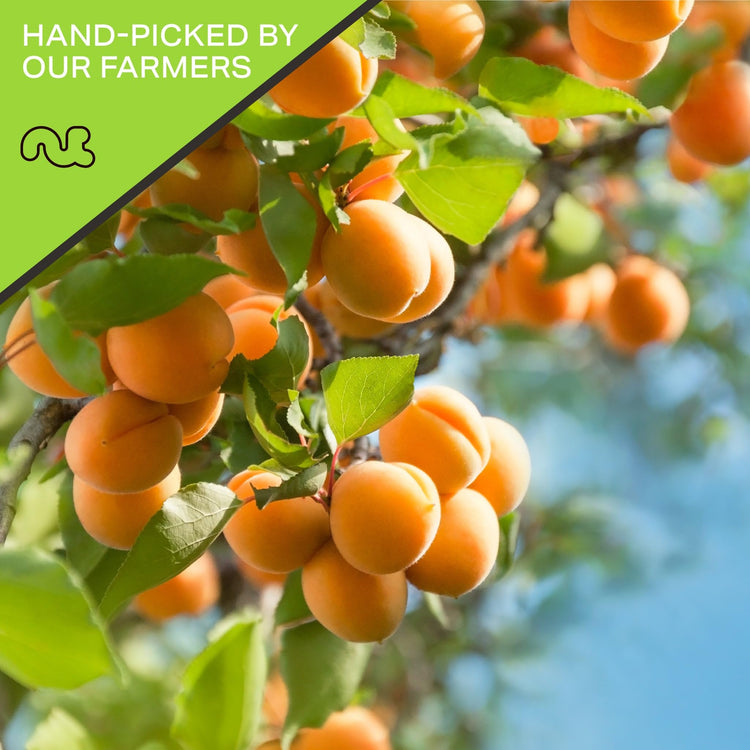 Dried Turkish Apricots (80 Ounce)