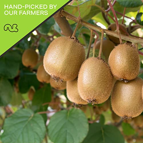 Dried Kiwi Slices (Dried Kiwi / 48 oz)