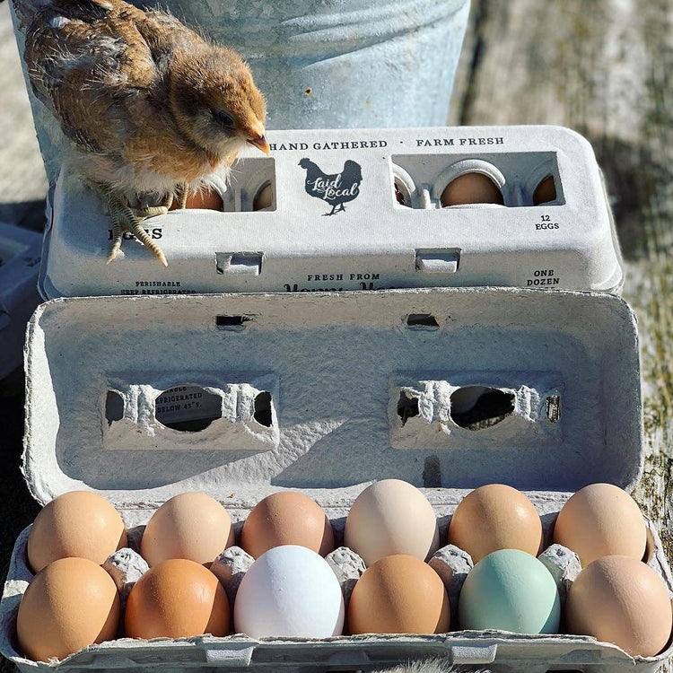 25 Egg Cartons