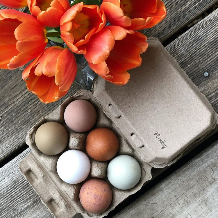 Half Dozen Blank Egg Cartons (100 Count)