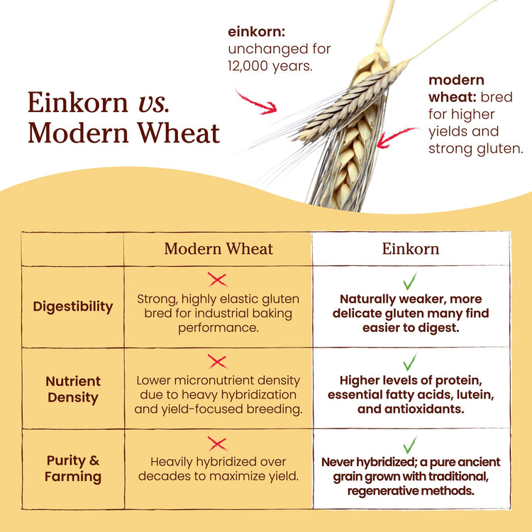 Organic Einkorn Unbleached All Purpose Flour (128 Ounce)