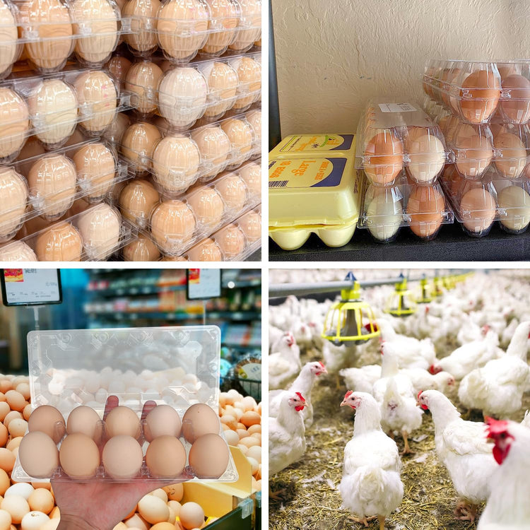 98 Pack Bulk Egg Cartons (98 Count)