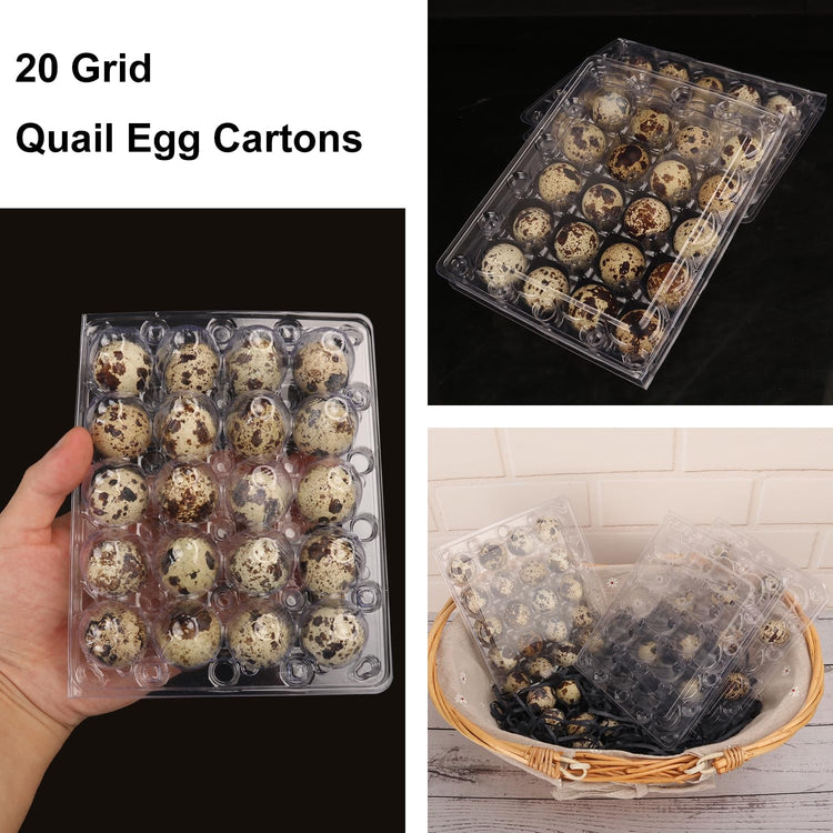 150 Pack Quail Egg Cartons