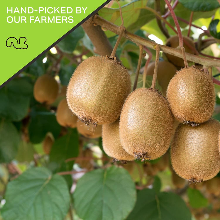 NUT CRAVINGS - Sun Dried Kiwi Slices, Lightly Sweetened (32oz, 2 LB) Bulk Dry Fruits Packed Fresh in Resealable Bag - Sweet Healthy Snack, Naturally Grown, Vegan, Kosher