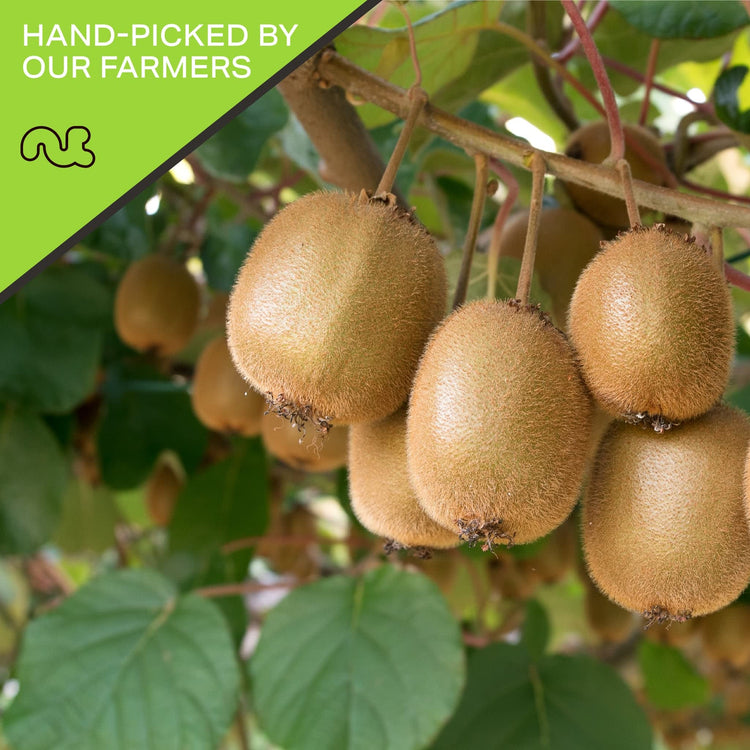 Dried Kiwi Slices (16 Ounce)
